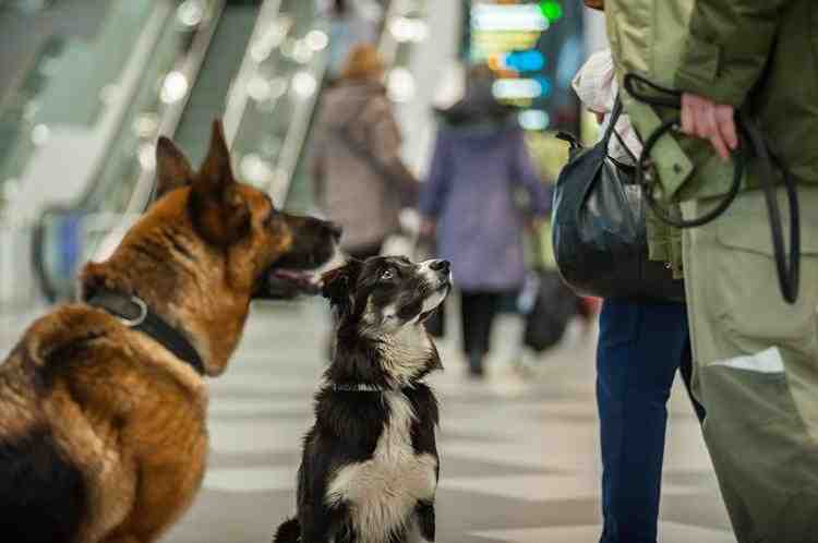 ОАЭ вводят новые правила и процедуры для всех прибывающих туристов