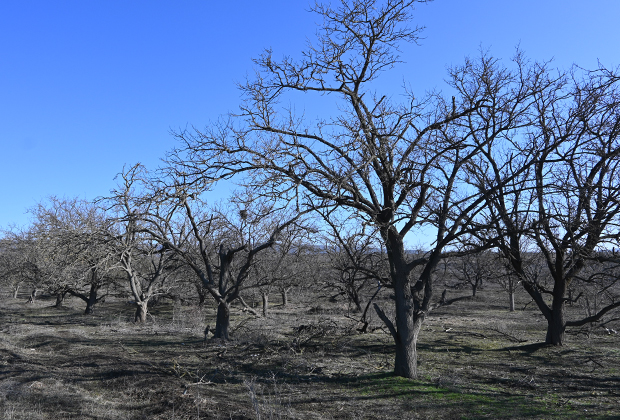 Следы войны: фруктовый сад, побитый снарядами и в 1995-м, и в 2000 годах