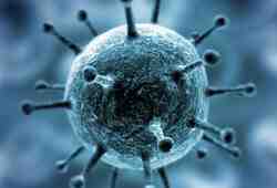 Коронавирус может влиять на&nbsp;эндокринную систему