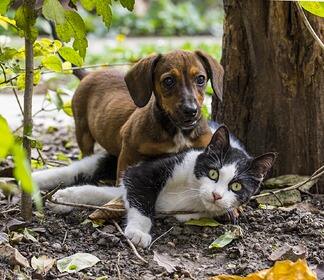 Ветеринар оценил прогноз о следующем этапе пандемии COVID-19 среди животных: Общество: Россия: Lenta.ru