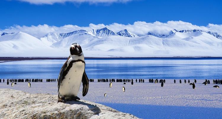 Quark expeditions объявила о распродаже туров в Арктику и Антарктику