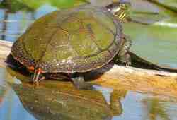 Зачем черепахи дышат задом