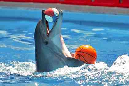 Выступление дельфина с мячами в дельфинарии «Акварель» в Алуште