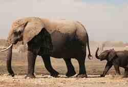 350 слонов умерли при&nbsp;загадочных обстоятельствах в&nbsp;Ботсване