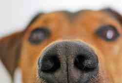 Мозг и&nbsp;запахи: как устроено обоняние