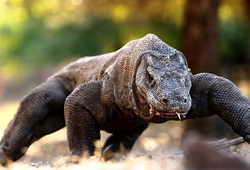 10 пар животных, в&nbsp;чьи родственные связи сложно поверить