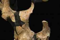 Почему из всех видов человека выжил только один: массовое истребление