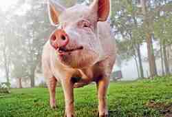 Восставший из&nbsp;мертвых: как свинью превратили в&nbsp;Франкенштейна