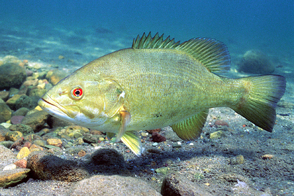 Архивное фото