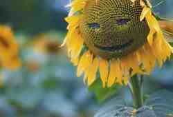 Способны ли видеть растения: веганам на&nbsp;заметку