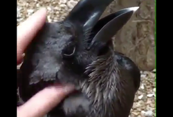 Оптическая иллюзия: вы видите кролика или ворона?