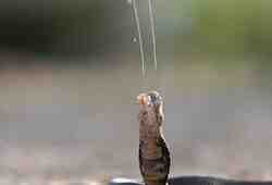 Змеиные яды: как они работают и можно ли спастись