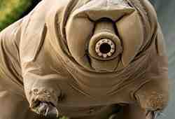 Бессмертные существа и&nbsp;другие удивительные факты из&nbsp;мира живой природы