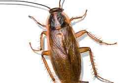 Тараканы: откуда они берутся в&nbsp;доме и&nbsp;куда уходят